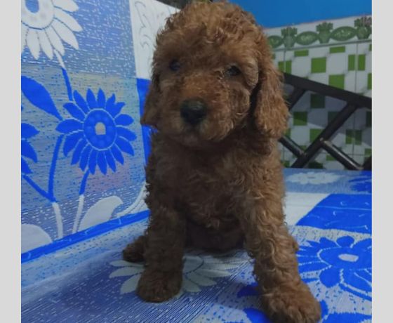 Poodle